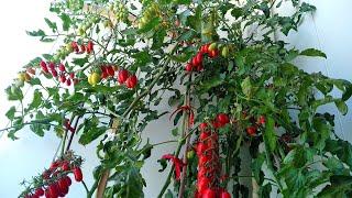 How to Grow Tomatoes in Pots? Tomato Growing Tips, Tomato Documentary