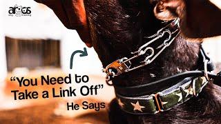 Should a Prong Collar Fit Snug? | Ask Argos