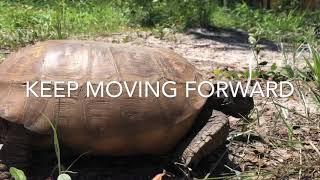 Keep moving Forward