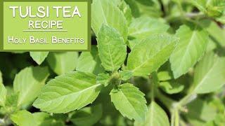 Tulsi Tea Recipe and Holy Basil Benefits