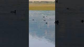 Uchhali Lake #lake #soonvalley #saltwater #saltrange #water #lakers #waterbirds #nature #peace