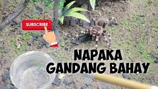 Terrestrial Tarantula Setup | EksotikTV | Bagong Bahay Gagamba | Vlog 97