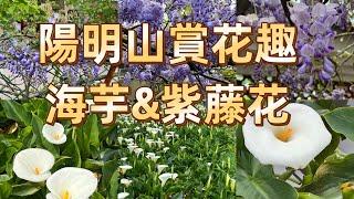 陽明山賞海芋及紫藤花｜小C讀遊趣