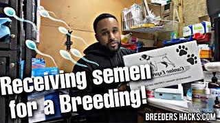 Receiving shipped semen for a Breeding!