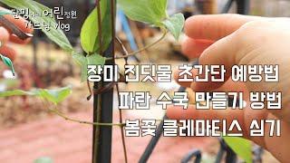 장미 진딧물 초간단 예방약/파란수국 유황주기/봄꽃 클레마스 심기/단밍이네 가드닝 vlog