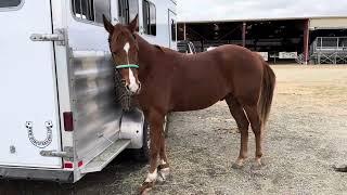 Kick chains to discourage horse pawing