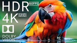 4K HDR 120fps Dolby Vision with Animal Sounds (Colorfully Dynamic) #71