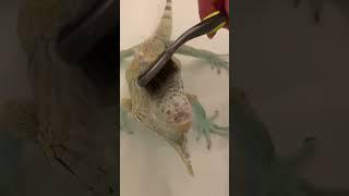 Just living best life what lizard can   #pets #animals #foryou