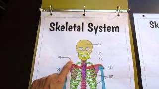 Big Skeletal System Foldable by Tangstar Science