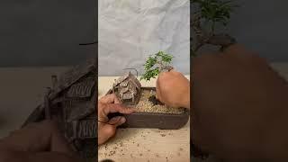 Cách làm tiểu cảnh Cute đơn giản nhất - Phiêu Du Bonsai