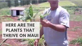 Here are the plants that thrive on maui...