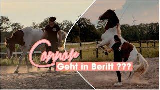 CONNOR GEHT IN BERITT ? // ASKINO CONSAS x EQUINE ELEVANTE