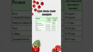 График посева томатов в разных регионах