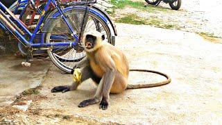 Hungry Langur Monkey | Desi Monkey in West Bengal ,India