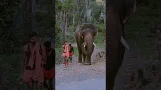 konni surendran famous kumki elephant mass entry#kerala forest