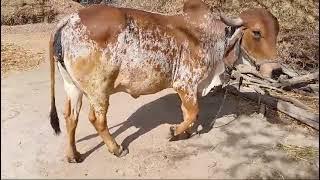 8104584096 Top gir cow sale bana dairy farm khishangh ajmer rajasthan Gujarat India