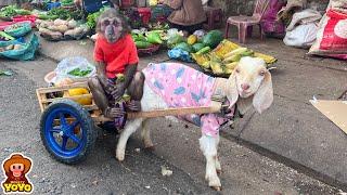 YoYo JR harvests vegetables goes to market sell