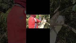 Real Fearless Tree Climbing Skills | Hunting Wild Honey on Tall Trees – Heart-Stopping Footage!