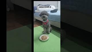 #댕댕이일상 #그만해 #엄마#밥주세요