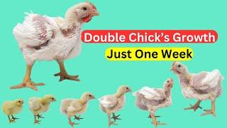 Boost Chick Growth Naturally in 7 Days