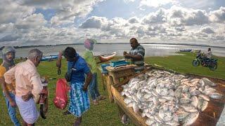 Wow! A Traditional Village Fish Market And Rural Fisherman’s Life Connected With The Lake