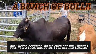 Bull keeps escaping.  He has got to go, but will we ever get him loaded on the trailer?