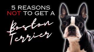 5 Reasons NOT to Get a Boston Terrier - Dogs 101