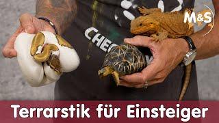 Terrarstik für Einsteiger | Diese Fehler vermeiden!