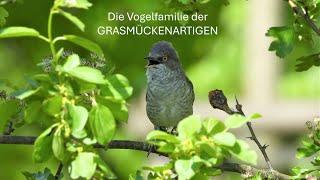 Die Vogelfamilie der Grasmückenartigen