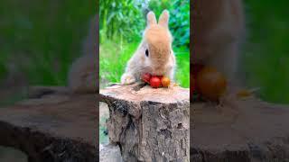 The bunny burps so cutely. Cute pet debut plan. Bunny rural cute pet