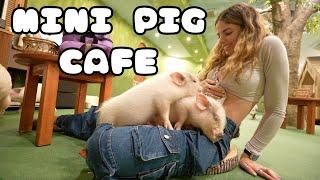 I WENT TO A MINI PIG CAFE IN TOKYO JAPAN