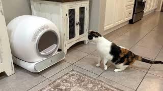 BASTRUMI Self Cleaning Litter Box for Multiple Cats, Safety Protection, Excellent! Full Review