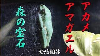 【Red-eyed tree frog】 アカメアマガエル　飼育　ケージ　の紹介 【Agalychnis callidryas】