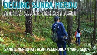 DEGUNG SUNDA DIIRINGI ALUNAN SERULING SAMBIL MENIKMATI SUASANA ALAM HUTAN PINUS YANG SEJUK