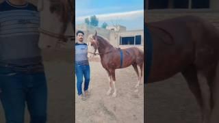 pind 34| trending vedio |horse lover |ghora  |horse sale and purchase ||shok |farmhouse |viral