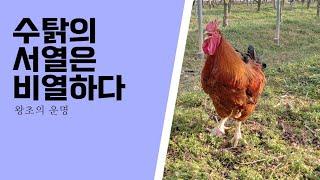 서열 경쟁에서 패한 우두머리 수탉의 운명은 비정하다(The Cruel Fate of the King #Rooster)