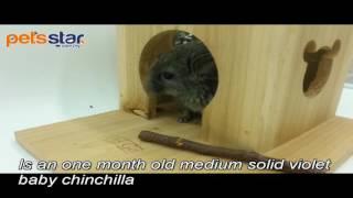 Pets Star Medium Solid Violet chinchilla