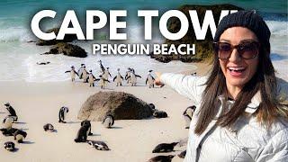 Visiting the Penguin Colony at Boulders Beach in Cape Town, South Africa! 