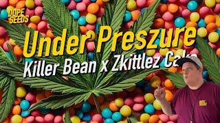 DOPE SEEDS präsentiert Under Preszure - den Strain der Woche aus unserer Herbstkollektion 2024 