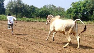 High Speed Racing Basavaraju Killari Bull // practise Running vidoe దూడ