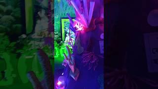 Kali puja theme 2024 #shorts #kalimaapuja #underwater #ytshorts #durgapur #shortsfeed #trending