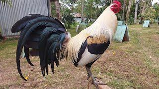 Grey RRZN Kanawayon- Riche Obordo Big Farm In the Philippines | Beautiful Birds