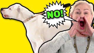 HOW DO YOU TRAIN A DEAF DOG?!