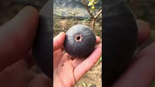 fig#farming #trending #farming #homegardening