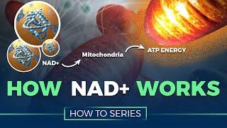 How NAD+ Works - HOW TO SERIES