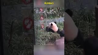 睿宝又偷吃妈妈的胡萝卜 被老宋现场抓包 #panda #pandafushun #funny #adorablepanda #cute #cutepanda #pandalife #animals