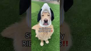 Buddy’s FOXY neighbour  #funnydogvideos #fox #storytime #dogproblems #doglover #funnydog #funny