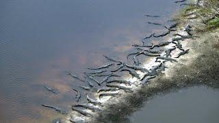 Flying my Air Cam over the deep hole at Myaka State Park to check out the Aligators