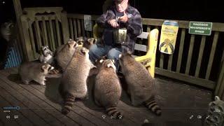 Saturday Night Jim and his raccoon family