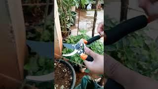 Garden cutting tools || Best Pruners for gardening || How to use Pruning tools || KIRAK KARTHIK9